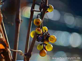 Windräder könnten fränkischen Wein vor Frostschäden schützen - Nordbayern.de