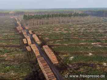 Tesla-Fabrik: Naturschützer fordern Sicherheiten - Freie Presse