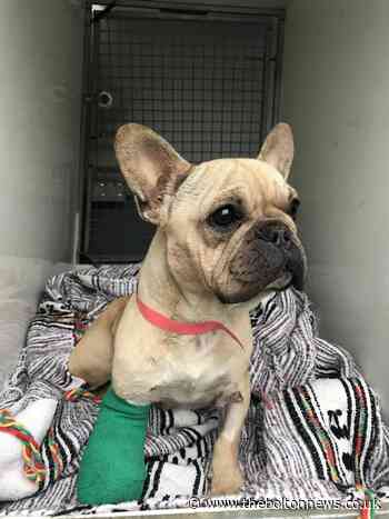 Christmas miracle as dog reunited with family after 7 months