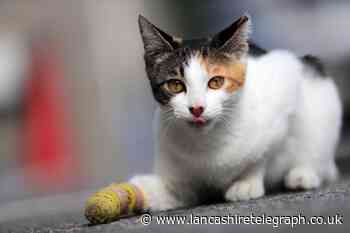 RSPCA issues warning over ‘cruel’ glue traps after caught cat dies