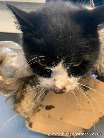 RSPCA issues warning over glue traps after caught cat dies