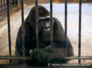 Cher fights to free Bangkok’s ‘King Kong’ from rooftop cage