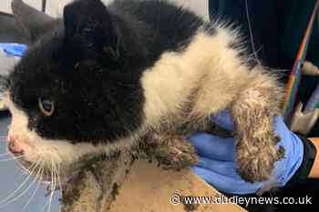 RSPCA issues warning over 'cruel' glue traps after caught cat dies - Dudley News