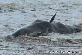 Coastguards warn public to avoid touching dead whales after stranding - Dudley News