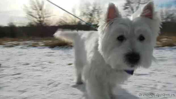 Pals during the pandemic: Calgary pet therapy program moves online