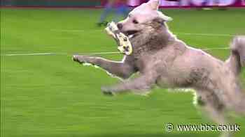 Dog invades football pitch in Bolivia