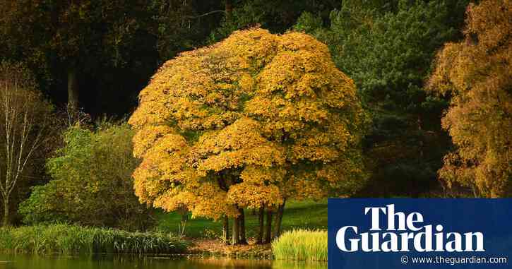 Year of extreme weather creates confusion for Britain's flora and fauna