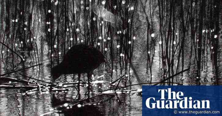 Country diary: nature shakes and shimmers in this watery world