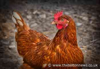 Fears over chickens being abandoned in light of bird flu warnings
