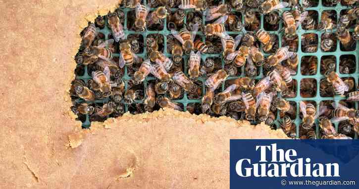 New nectar: could artificial pollen make life sweeter for bees?