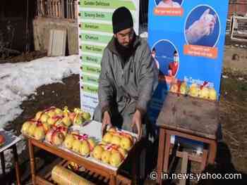 Young entrepreneur from J-K's Shopian sells Kashmiri apples online, introduces new packaging - Yahoo India News