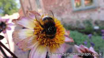 Big bumblebees ‘learn spots of best flowers’