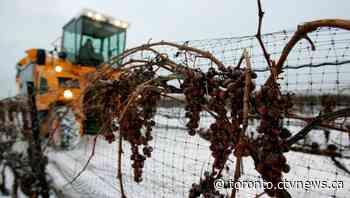 Limited quantity of Ontario icewine to likely create high demand for 2020 bottles