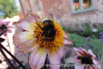 Big bumblebees 'learn spots of best flowers' - Warrington Guardian