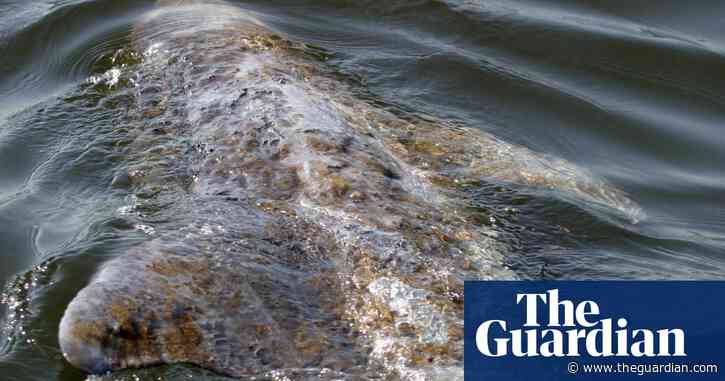 Fatal freshwater skin disease in dolphins linked to climate crisis