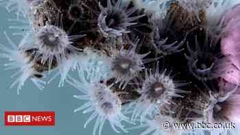 Atlantic discovery: 12 new species 'hiding in the deep'