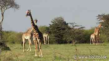 Nashulai: The community trying to conserve Kenya's wildlife