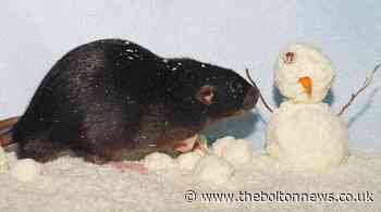 Bolton's rat numbers rise over winter - The Bolton News