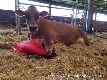 Calves born on Christmas and Boxing Day at Smithills Farm - The Bolton News