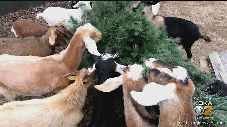 Scott Township Farm Accepting Christmas Trees As A Treat For Their Goats