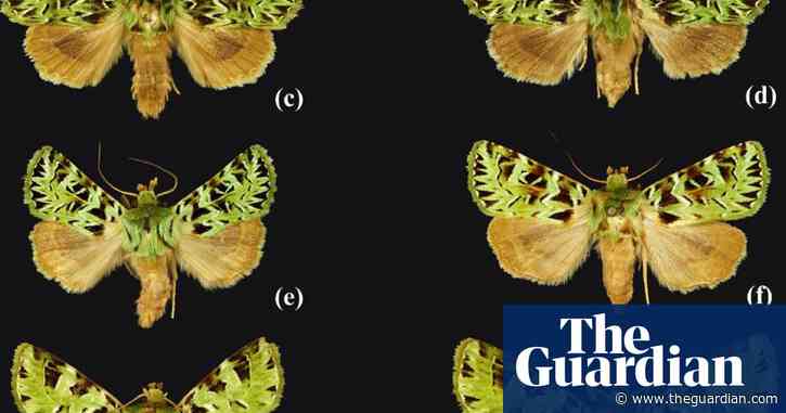 Moths to monkeys: 503 new species identified by UK scientists