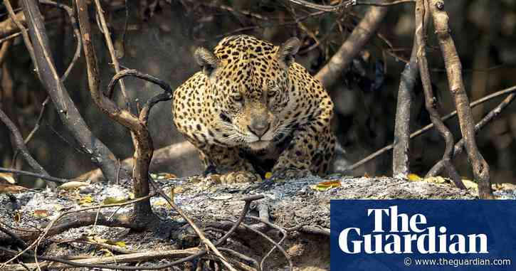 'A critical time': how Covid-19 piled the pressure on conservation efforts