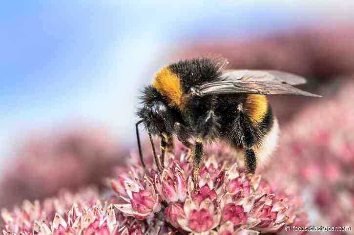 Larger bumblebees put effort into learning where the best flowers are