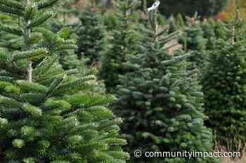 How and where to recycle Christmas trees in Houston - Community Impact Newspaper