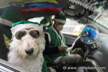 Coronel, el perro taxista que recorre la capital de Colombia disfrazado de Papá Noel - Córdoba Buenas Noticias