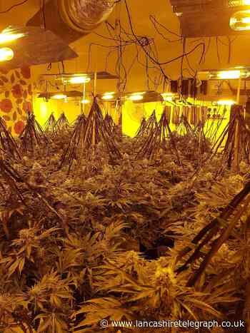 Two large cannabis 'factories' seized in Accrington