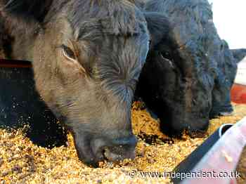 Antibiotics banned in UK but fed to US animals ‘may undermine drugs for cancer, Covid and infections’