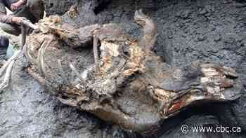 Remains of ice age woolly rhinoceros found in melting Siberian permafrost