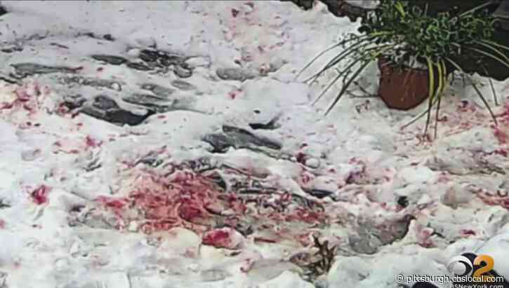 ‘Blood Everywhere’: Aggressive Squirrels Terrorizing, Attacking NYC Residents For Weeks