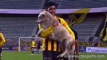 LOOK: Dog that disrupted Bolivian soccer match will be adopted by player who took him off field