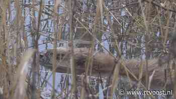 Kritiek op beveraanpak waterschap: "De bever hoort in dit landschap thuis" - RTV Oost