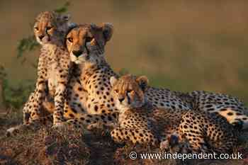 Why it may not be full speed ahead for India’s plan to bring back cheetahs