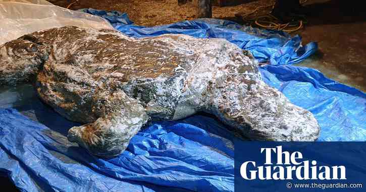 Siberia permafrost yields well-preserved ice age woolly rhino