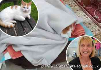 Cat owner's New Year fireworks plea after beloved pet died