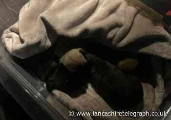 Stolen puppies returned to their mum by police