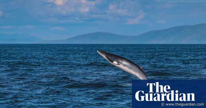 Partying dolphins and rare sea slug among 2020 highlights in UK seas