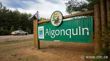 Algonquin Park commercial logging plan up for renewal in 2021