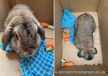 Abandoned rabbit rescued from Blackburn park dies