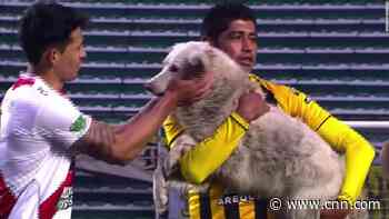 Football's wacky ending to 2020: A dog pitch invasion and a new manager greeted with a clown song