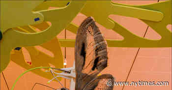 Seeing Color: A Matter of Nature, or Culture?