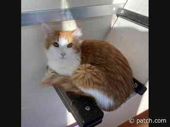 Adopt A Pet From San Bruno Area Shelters: New Dogs, Cats Added This Week - Patch.com