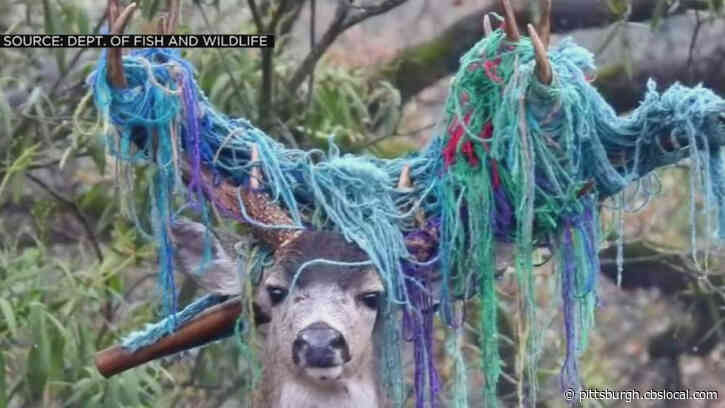 Deer With Massive Hammock Stuck In Antlers Finally Rescued — After 6 Months!