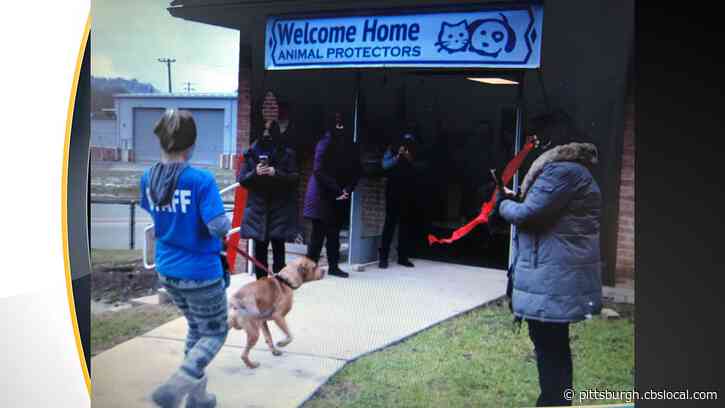 Animal Protectors Of Allegheny Valley Moves To Larger Location