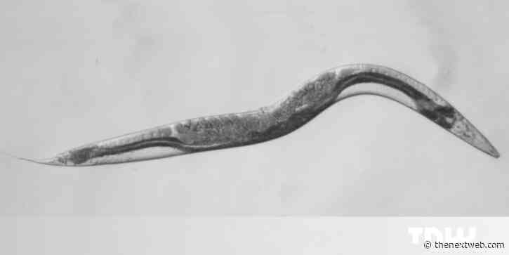 How a tiny mutant worm is helping find a cure for a rare form of cancer