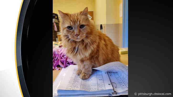 Anonymous Donor Steps Up To Cover Cost Of Adopted Cat’s Prescriptions