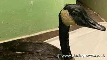 Wildlife hit by diesel dumped in lake at Bumble Hole, Netherton - Dudley News